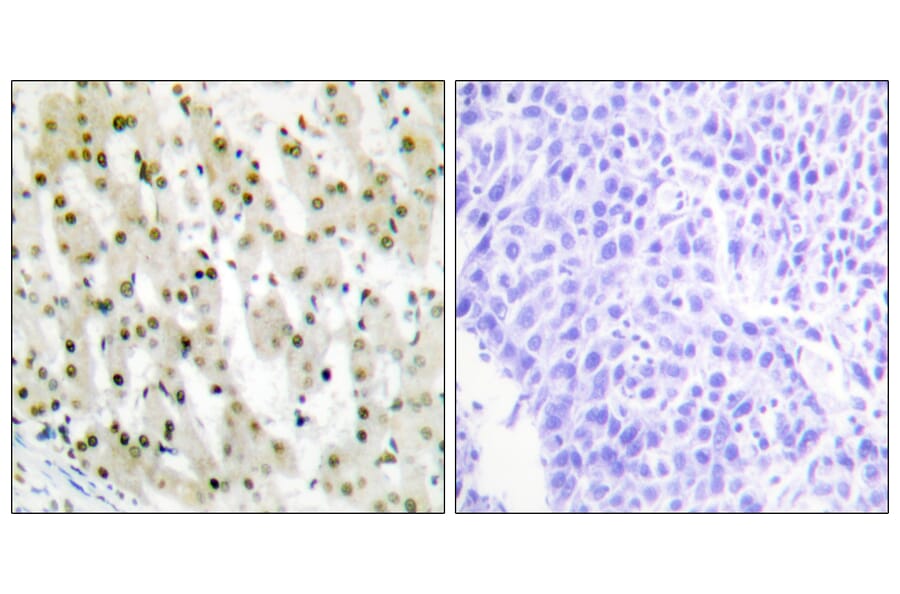 Immunohistochemistry - Anti-hnRNP A1 Antibody (C10319) - Antibodies.com