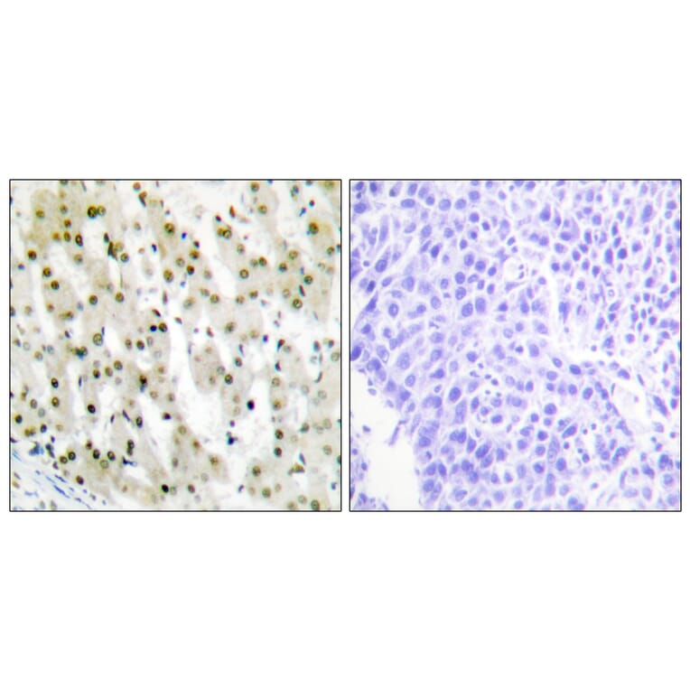 Immunohistochemistry - Anti-hnRNP A1 Antibody (C10319) - Antibodies.com