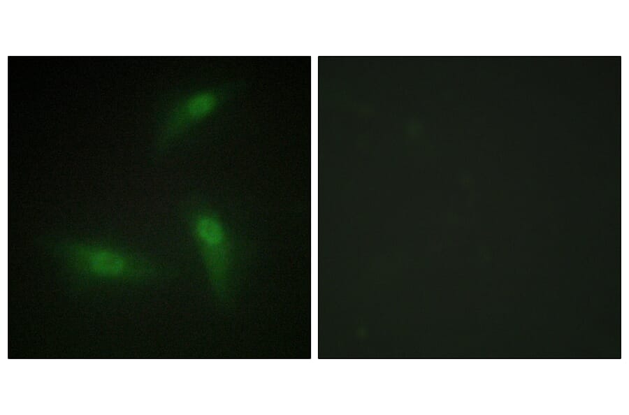 Immunofluorescence - Anti-hnRNP A1 Antibody (C10319) - Antibodies.com
