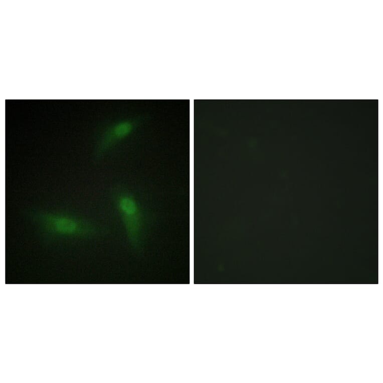 Immunofluorescence - Anti-hnRNP A1 Antibody (C10319) - Antibodies.com