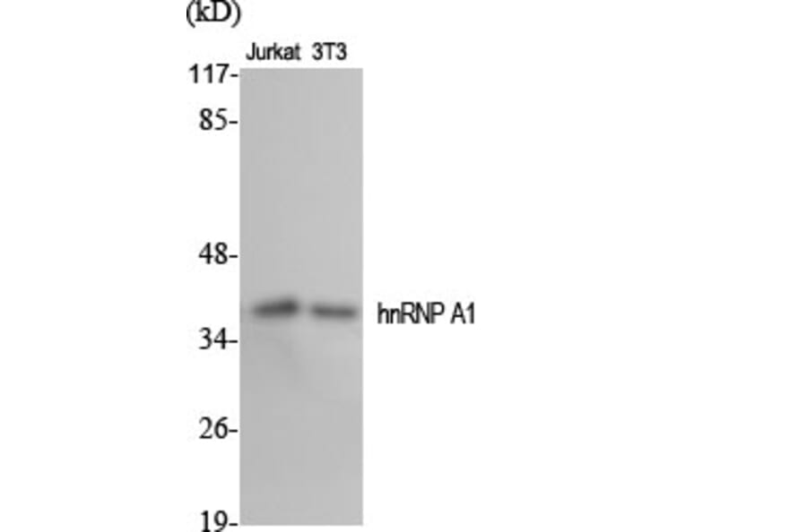 Western Blot - Anti-hnRNP A1 Antibody (C10319) - Antibodies.com