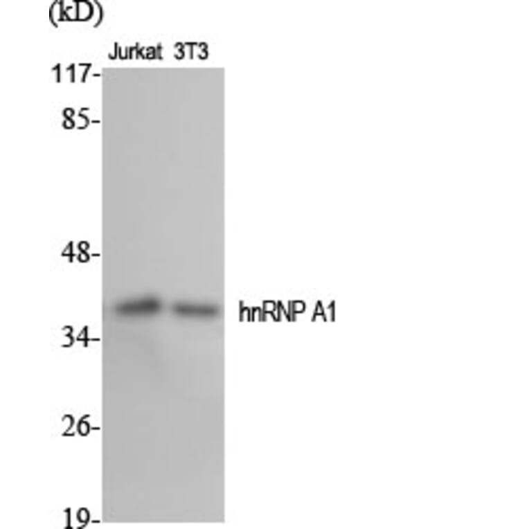 Western Blot - Anti-hnRNP A1 Antibody (C10319) - Antibodies.com