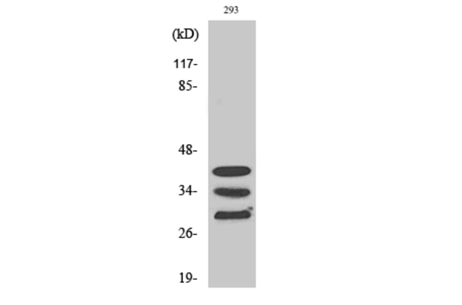 Western Blot - Anti-hnRNP A1 Antibody (C10319) - Antibodies.com