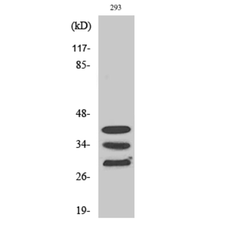 Western Blot - Anti-hnRNP A1 Antibody (C10319) - Antibodies.com