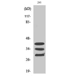 Western Blot - Anti-hnRNP A1 Antibody (C10319) - Antibodies.com