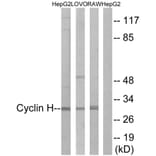 Western Blot - Anti-Cyclin H Antibody (B0881) - Antibodies.com