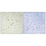 Immunohistochemistry - Anti-Cyclin H Antibody (B0881) - Antibodies.com