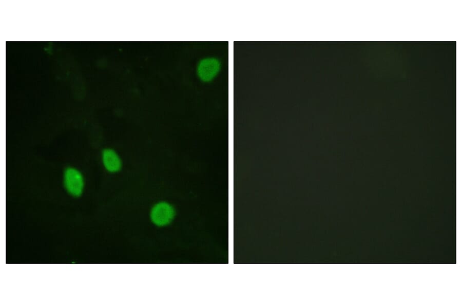 Immunofluorescence - Anti-Cyclin H Antibody (B0881) - Antibodies.com