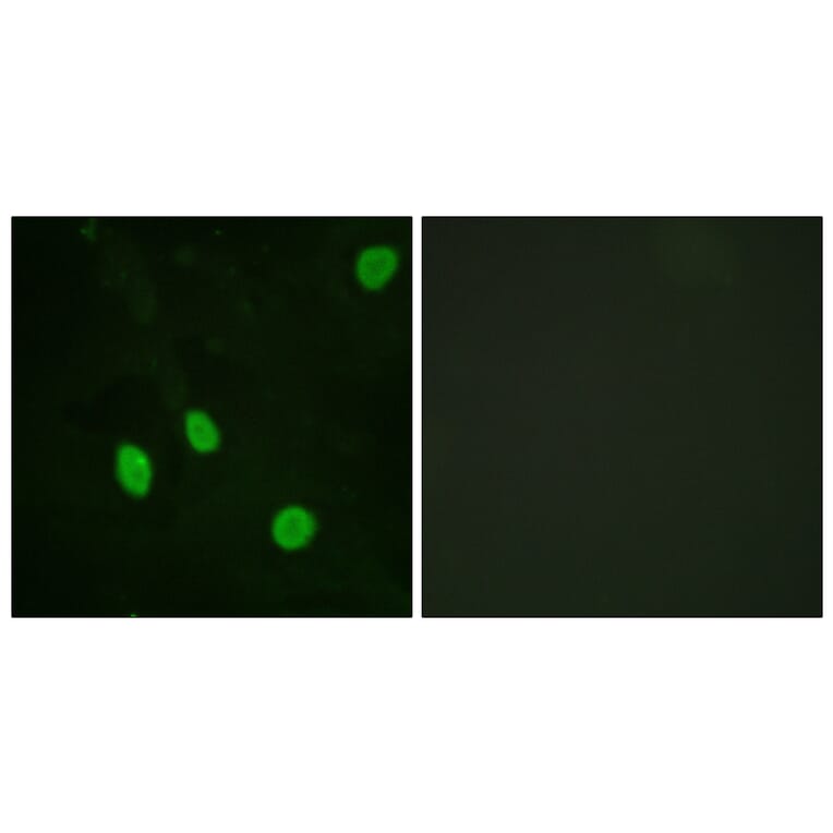 Immunofluorescence - Anti-Cyclin H Antibody (B0881) - Antibodies.com