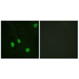 Immunofluorescence - Anti-Cyclin H Antibody (B0881) - Antibodies.com