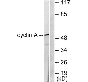 Western Blot - Anti-Cyclin A Antibody (C0165) - Antibodies.com