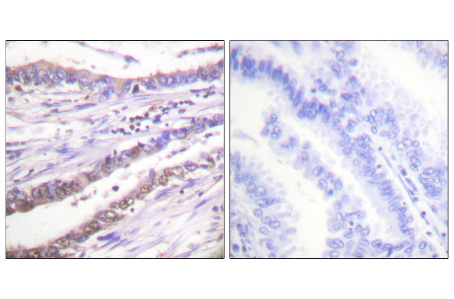 Immunohistochemistry - Anti-Cyclin A Antibody (C0165) - Antibodies.com