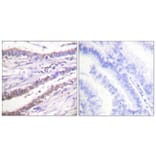 Immunohistochemistry - Anti-Cyclin A Antibody (C0165) - Antibodies.com