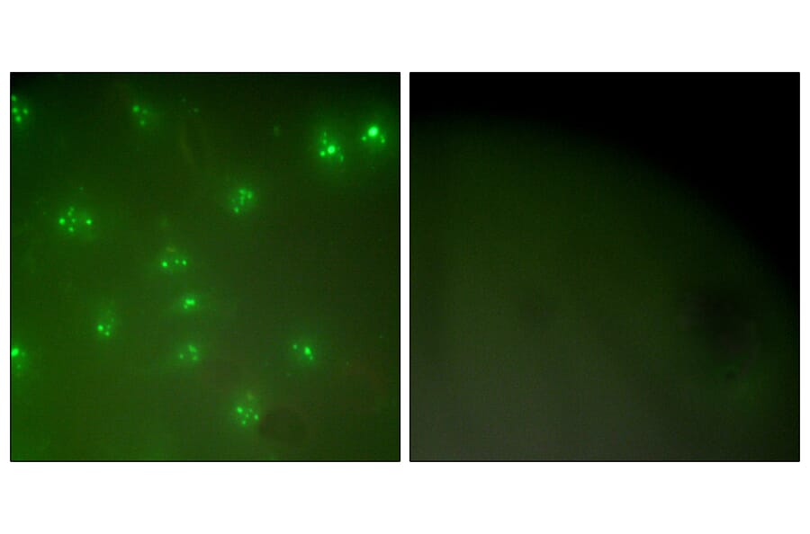 Immunofluorescence - Anti-Cyclin A Antibody (C0165) - Antibodies.com