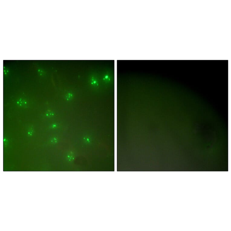 Immunofluorescence - Anti-Cyclin A Antibody (C0165) - Antibodies.com
