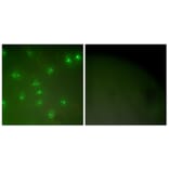 Immunofluorescence - Anti-Cyclin A Antibody (C0165) - Antibodies.com