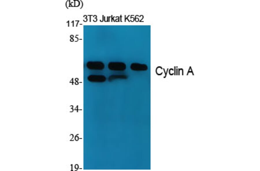 Western Blot - Anti-Cyclin A Antibody (C0165) - Antibodies.com
