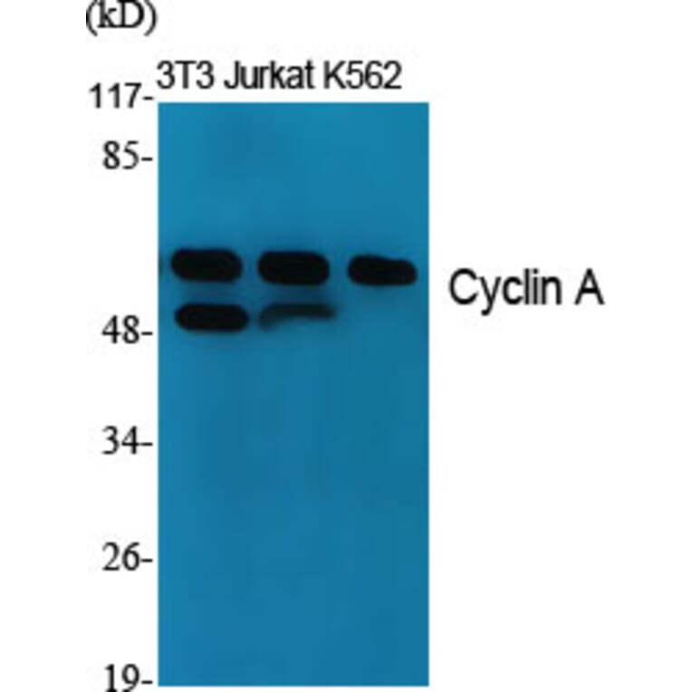 Western Blot - Anti-Cyclin A Antibody (C0165) - Antibodies.com