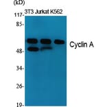 Western Blot - Anti-Cyclin A Antibody (C0165) - Antibodies.com