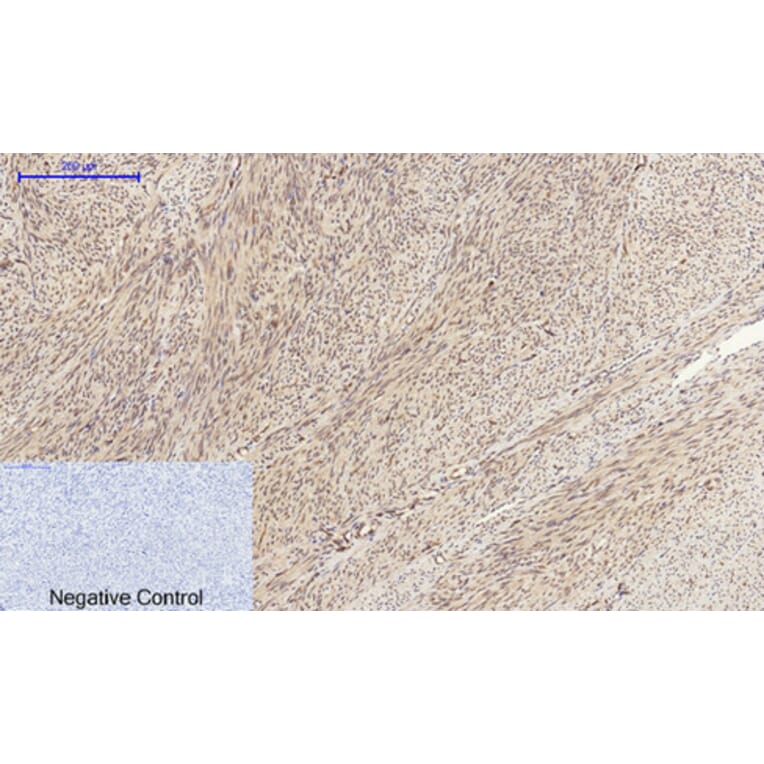 Immunohistochemistry - Anti-Cyclin A Antibody (C0165) - Antibodies.com