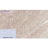 Immunohistochemistry - Anti-Cyclin A Antibody (C0165) - Antibodies.com