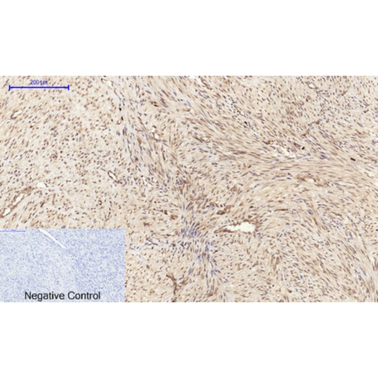 Immunohistochemistry - Anti-Cyclin A Antibody (C0165) - Antibodies.com