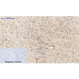 Immunohistochemistry - Anti-Cyclin A Antibody (C0165) - Antibodies.com