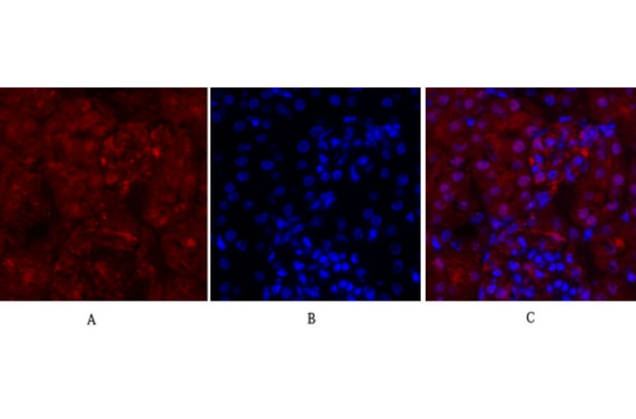 Immunofluorescence - Anti-Cyclin A Antibody (C0165) - Antibodies.com