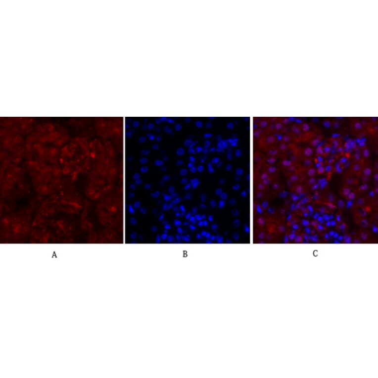 Immunofluorescence - Anti-Cyclin A Antibody (C0165) - Antibodies.com