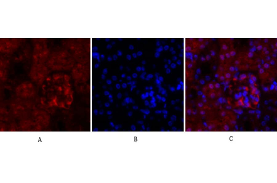 Immunofluorescence - Anti-Cyclin A Antibody (C0165) - Antibodies.com