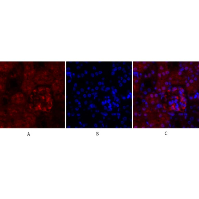 Immunofluorescence - Anti-Cyclin A Antibody (C0165) - Antibodies.com