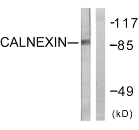 Western Blot - Anti-Calnexin Antibody (B0463) - Antibodies.com