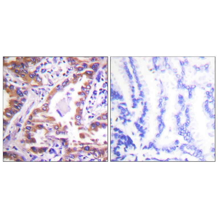 Immunohistochemistry - Anti-Calnexin Antibody (B0463) - Antibodies.com