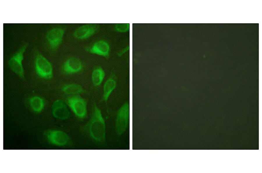 Immunofluorescence - Anti-Calnexin Antibody (B0463) - Antibodies.com