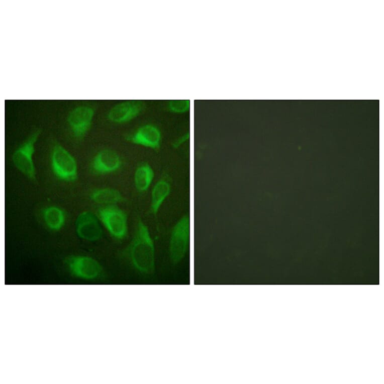 Immunofluorescence - Anti-Calnexin Antibody (B0463) - Antibodies.com