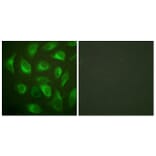 Immunofluorescence - Anti-Calnexin Antibody (B0463) - Antibodies.com