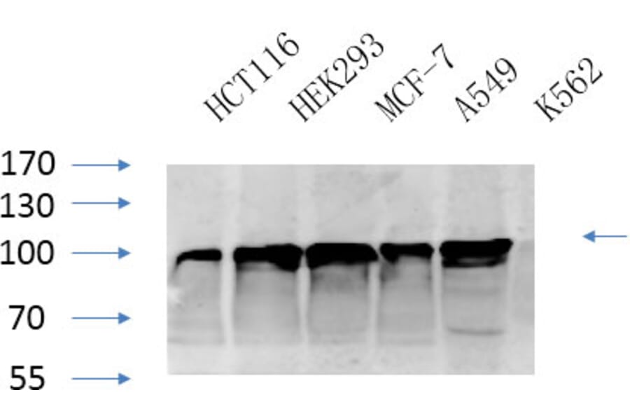 Western Blot - Anti-Calnexin Antibody (B0463) - Antibodies.com