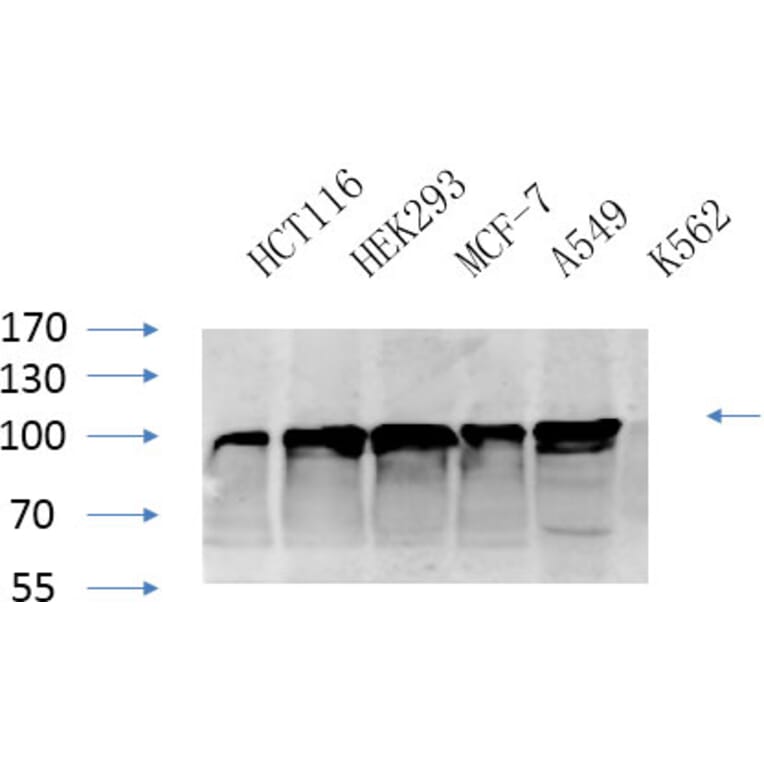 Western Blot - Anti-Calnexin Antibody (B0463) - Antibodies.com