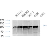 Western Blot - Anti-Calnexin Antibody (B0463) - Antibodies.com