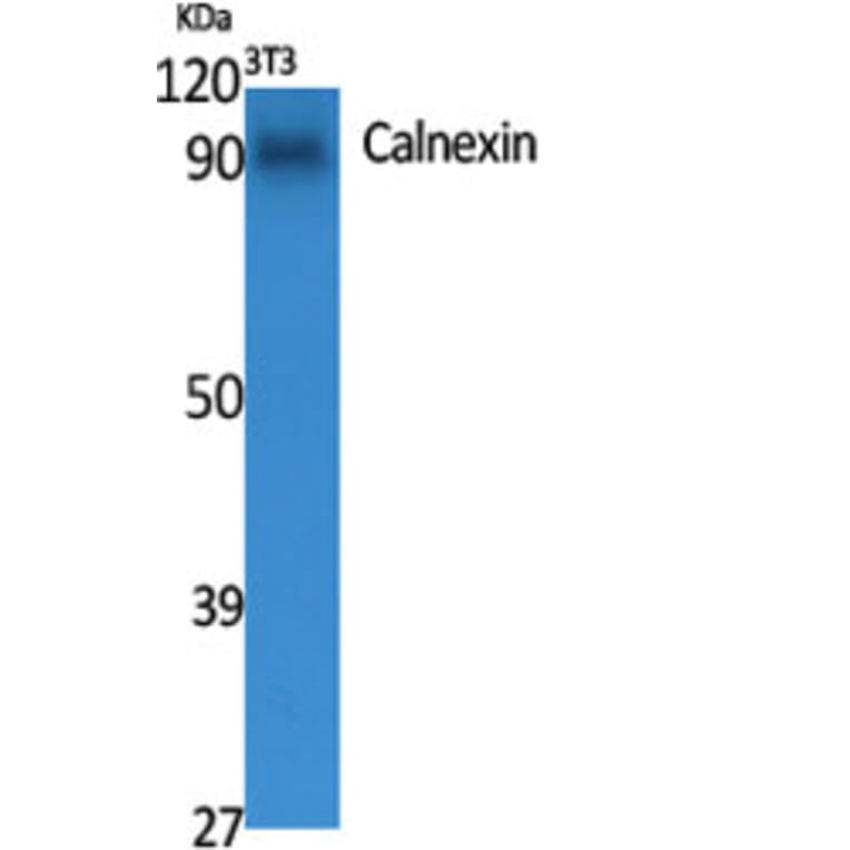 Western Blot - Anti-Calnexin Antibody (B0463) - Antibodies.com
