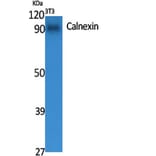 Western Blot - Anti-Calnexin Antibody (B0463) - Antibodies.com