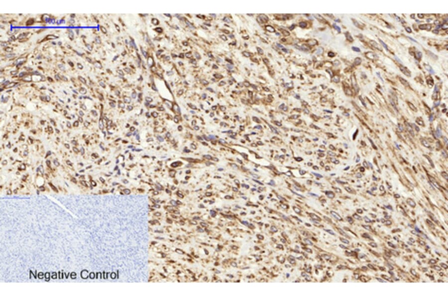 Immunohistochemistry - Anti-Calnexin Antibody (B0463) - Antibodies.com