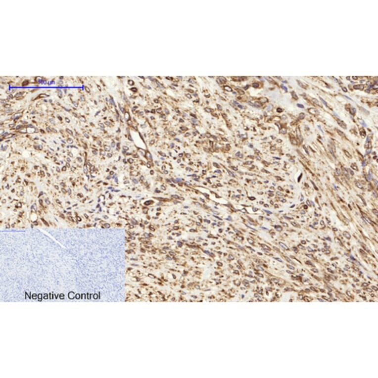 Immunohistochemistry - Anti-Calnexin Antibody (B0463) - Antibodies.com
