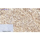 Immunohistochemistry - Anti-Calnexin Antibody (B0463) - Antibodies.com