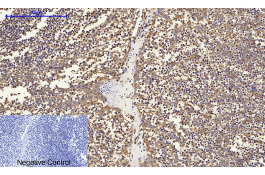 Immunohistochemistry - Anti-Calnexin Antibody (B0463) - Antibodies.com