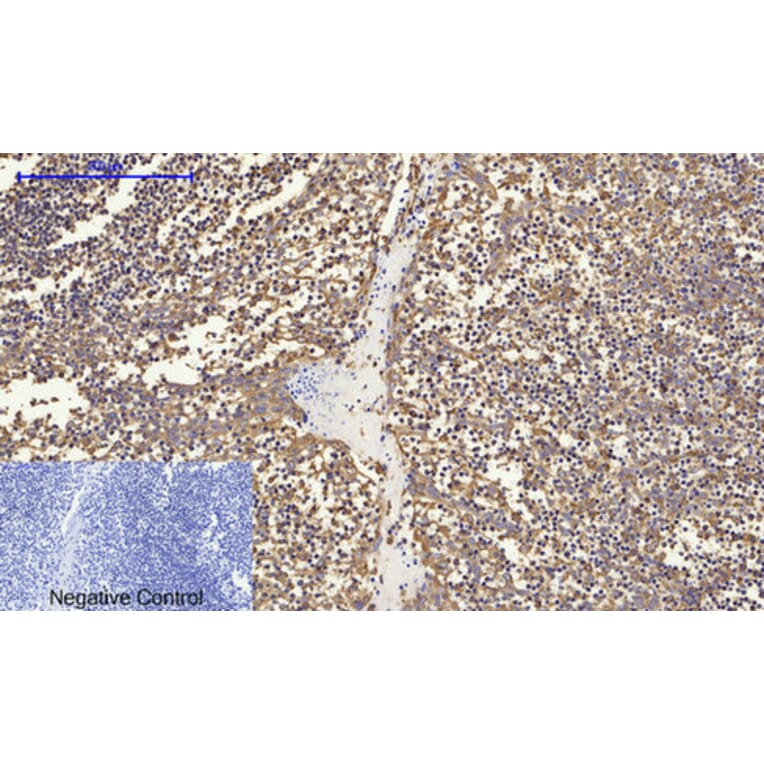 Immunohistochemistry - Anti-Calnexin Antibody (B0463) - Antibodies.com