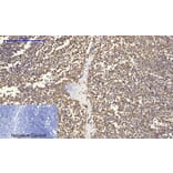 Immunohistochemistry - Anti-Calnexin Antibody (B0463) - Antibodies.com