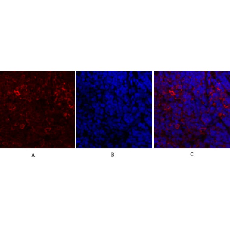 Immunofluorescence - Anti-Calnexin Antibody (B0463) - Antibodies.com