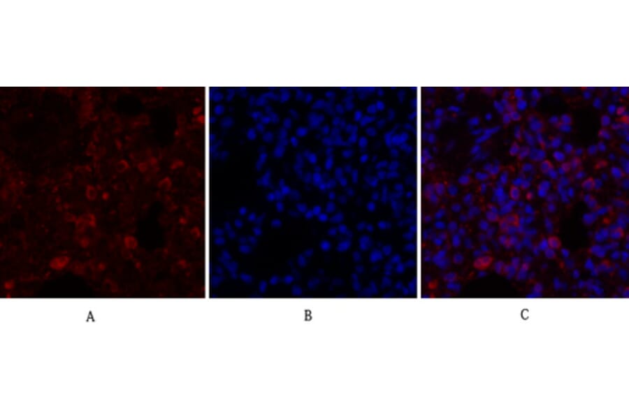 Immunofluorescence - Anti-Calnexin Antibody (B0463) - Antibodies.com