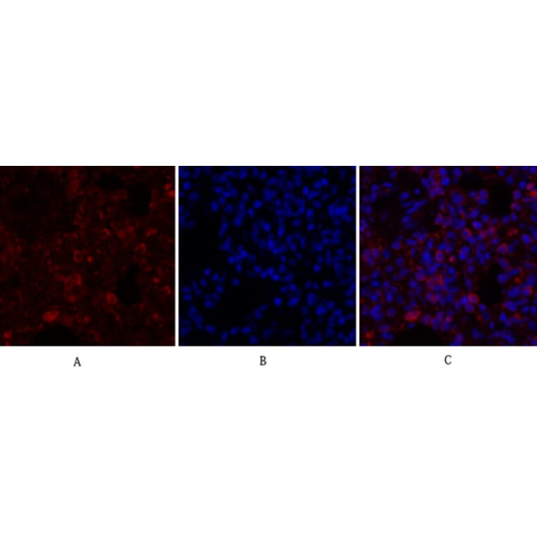 Immunofluorescence - Anti-Calnexin Antibody (B0463) - Antibodies.com